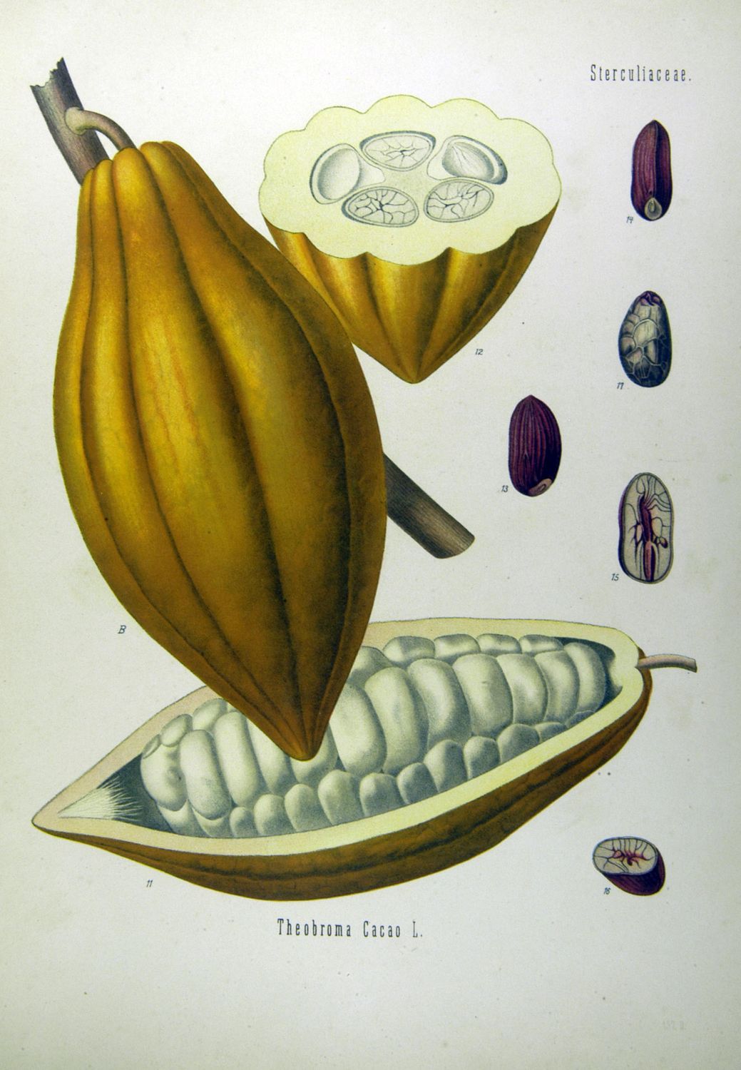 Lámina botánica de la mazorca de cacao, abierta y entera, con sus semillas